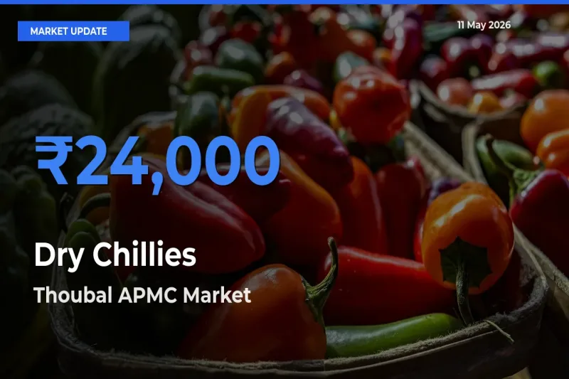 Thoubal APMC Tops Dry Chillies Mandi Rates Today