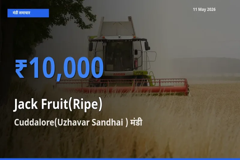 आज पका कटहल के सबसे ऊँचे दाम ₹10,000 Cuddalore(Uzhavar Sandhai ) मंडी में