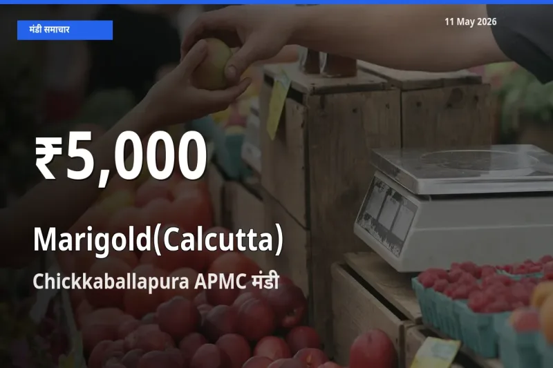 11 May अपडेट: गेंदा (कलकत्ता) के दाम 30 दिन के न्यूनतम स्तर पर, Chickkaballapura APMC