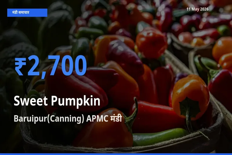 Baruipur(Canning) APMC मंडी में आज लाल कद्दू के सबसे ऊँचे दाम दर्ज