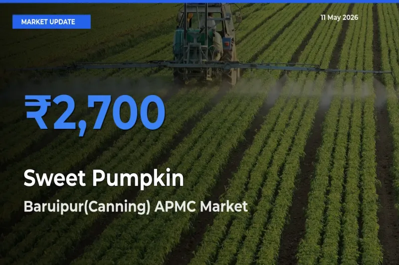 Baruipur(Canning) APMC Offers ₹2,700 – Highest Sweet Pumpkin Rate Today