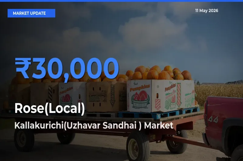 Kallakurichi(Uzhavar Sandhai ) Leads as Top Mandi for Rose(Local) Prices