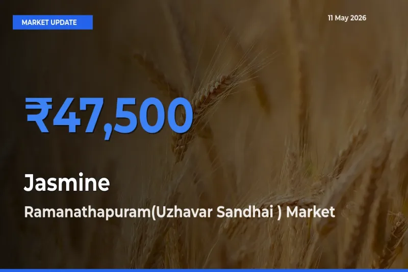 Market Watch: Ramanathapuram(Uzhavar Sandhai ) Becomes Top Mandi for Jasmine