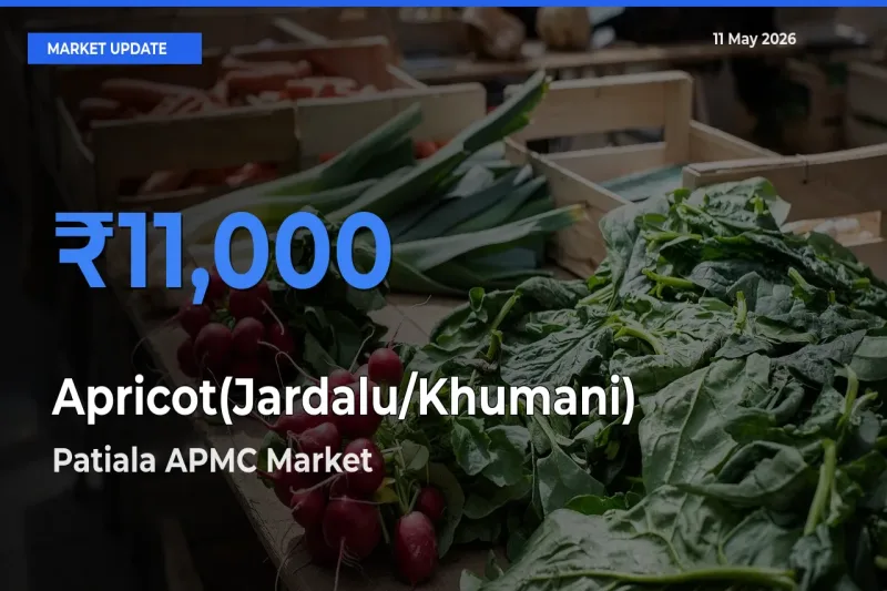 Patiala APMC Tops Apricot(Jardalu/Khumani) Mandi Rates Today