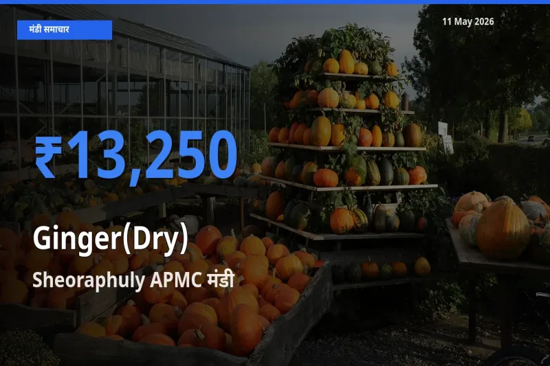 Sheoraphuly APMC में अदरक (सूखा) का आज सबसे ऊँचा भाव