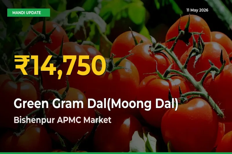 Why Green Gram Dal(Moong Dal) Prices Are Climbing in Bishenpur APMC – Today’s New High Explained