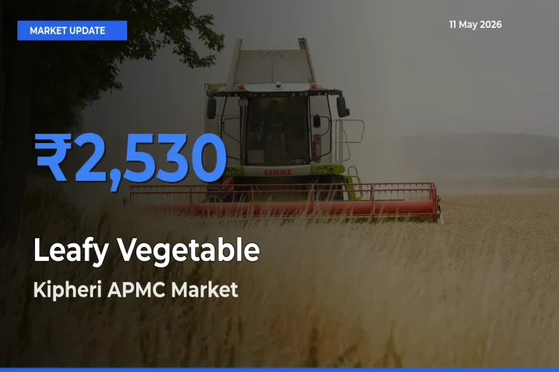 Kipheri APMC Leads as Top Mandi for Leafy Vegetable Prices