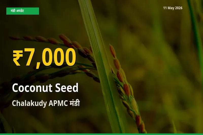 Chalakudy APMC में नारियल का बीज ₹7,000 पर पहुँचा – अब तक का उच्चतम भाव