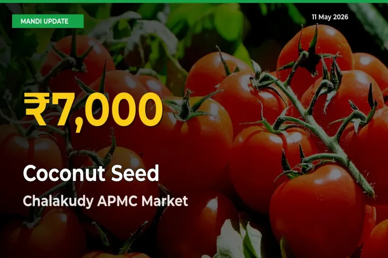 Coconut Seed Prices Soar to Record High in Chalakudy APMC – Farmers Alert Today