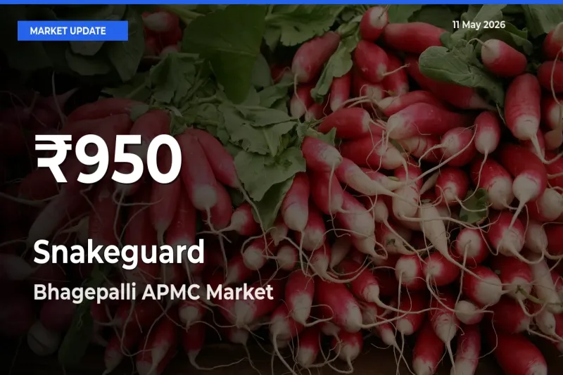 Why Snakeguard Prices Slumped in Bhagepalli APMC – 30-Day Low Today