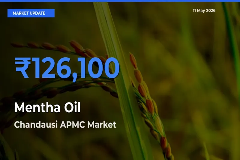 Chandausi APMC Tops Mentha Oil Mandi Rates Today