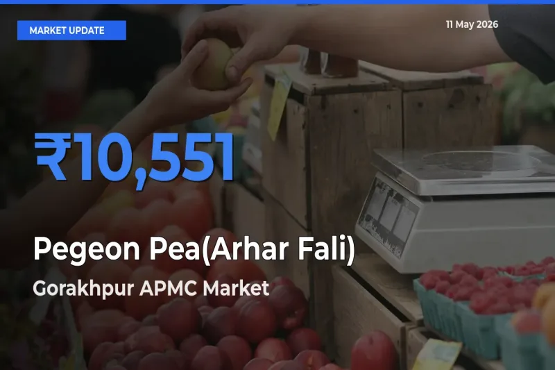 Market Watch: Gorakhpur APMC Becomes Top Mandi for Pegeon Pea(Arhar Fali)