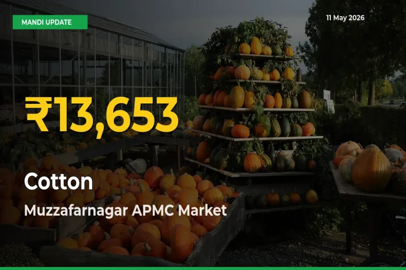 Cotton Mandi Rate Surges Today in Muzzafarnagar APMC – Highest Level in 30 Days