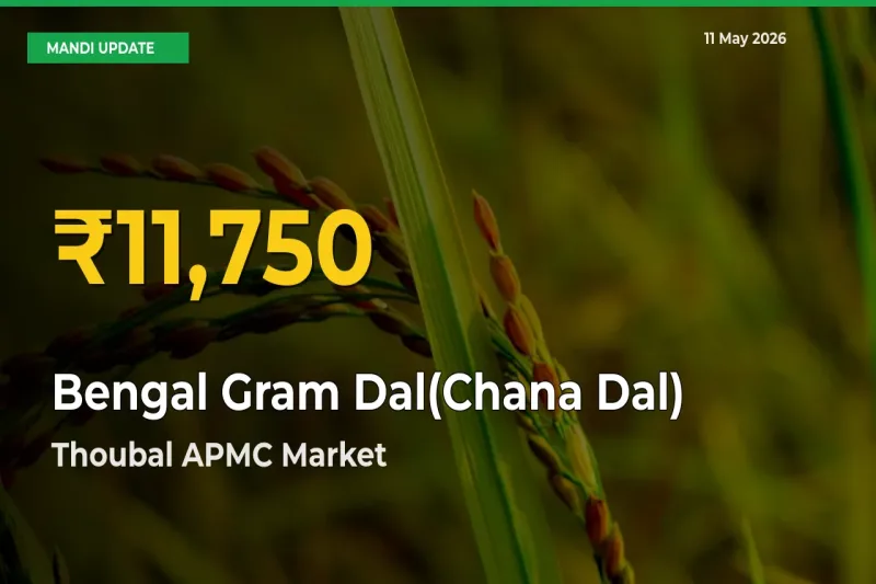 Bengal Gram Dal(Chana Dal) Price Rally Continues – Thoubal APMC Hits Fresh High Today