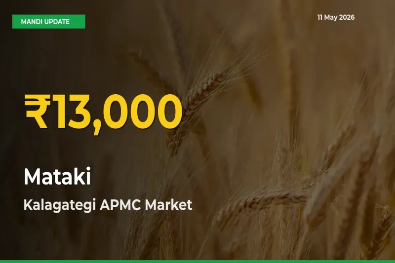Big Jump in Mataki Prices! Kalagategi APMC Records New Peak Today