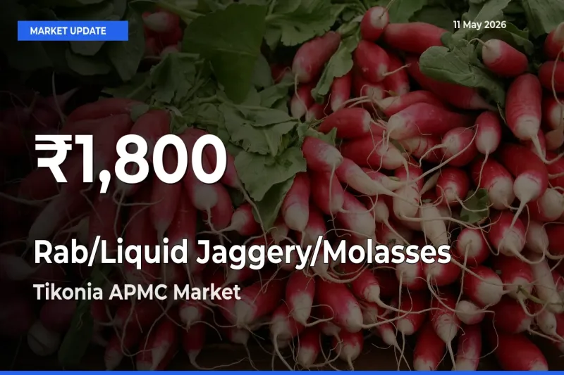 Why Rab/Liquid Jaggery/Molasses Prices Slumped in Tikonia APMC – 30-Day Low Today