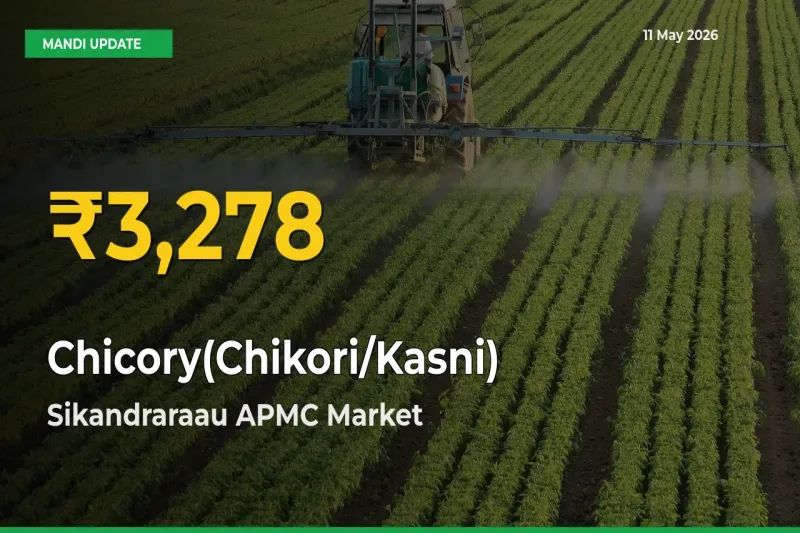 Fresh Record! Chicory(Chikori/Kasni) Price Climbs to New High in Sikandraraau APMC