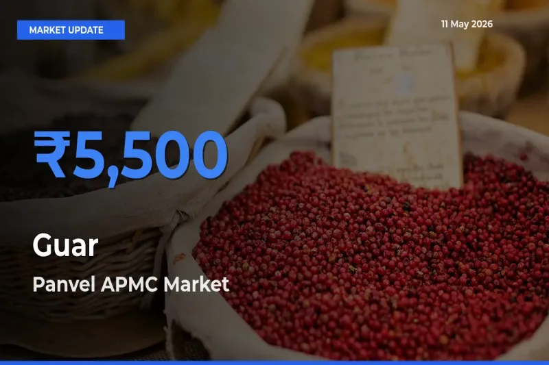Panvel APMC Records Highest ₹5,500 Rate for Guar