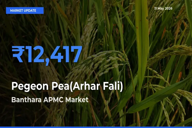 Pegeon Pea(Arhar Fali) Mandi Rate Today: Banthara APMC Tops the List