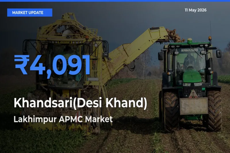 Lakhimpur APMC Tops Khandsari(Desi Khand) Rates – May 11 Market Update