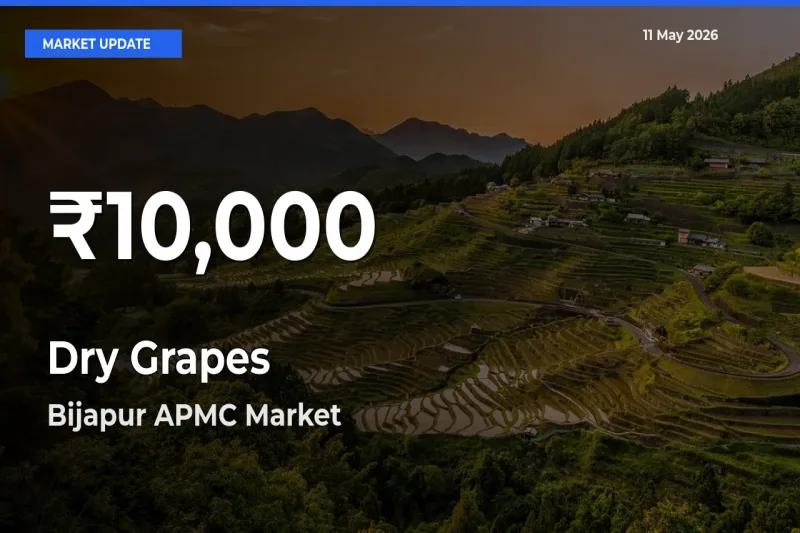 Sharp Fall! Dry Grapes Prices Drop to 30-Day Low in Bijapur APMC