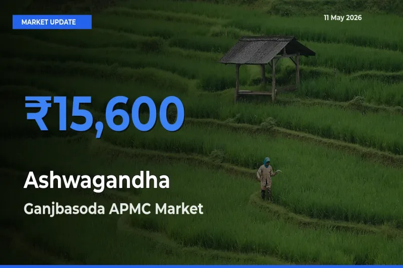 Ganjbasoda APMC Leads as Top Mandi for Ashwagandha Prices