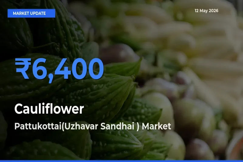 Pattukottai(Uzhavar Sandhai ) Records Highest ₹6,400 Rate for Cauliflower