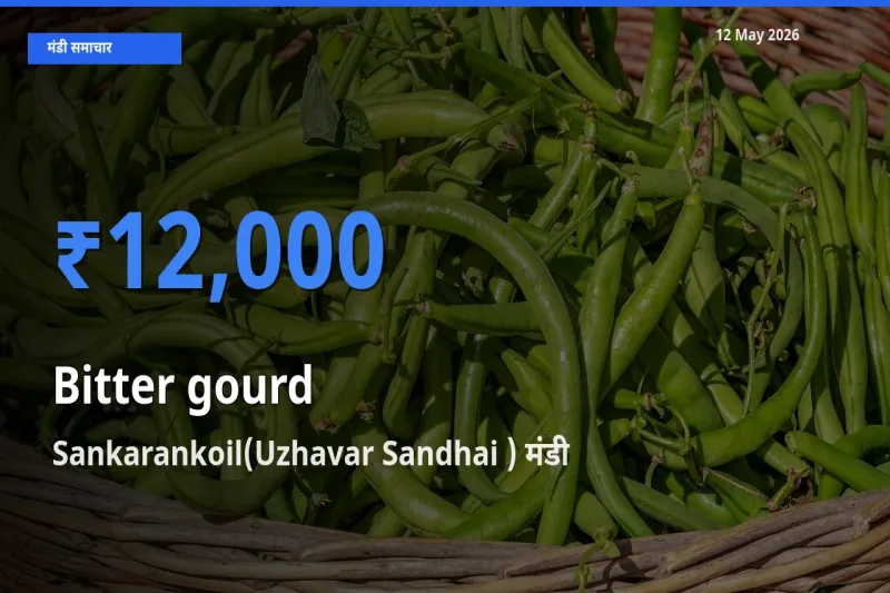 12 May अपडेट: करेला के सबसे ऊँचे दाम Sankarankoil(Uzhavar Sandhai ) मंडी में