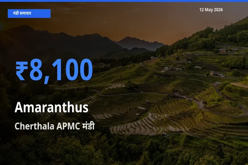 आज चौलाई के सबसे ज़्यादा दाम Cherthala APMC मंडी में दर्ज
