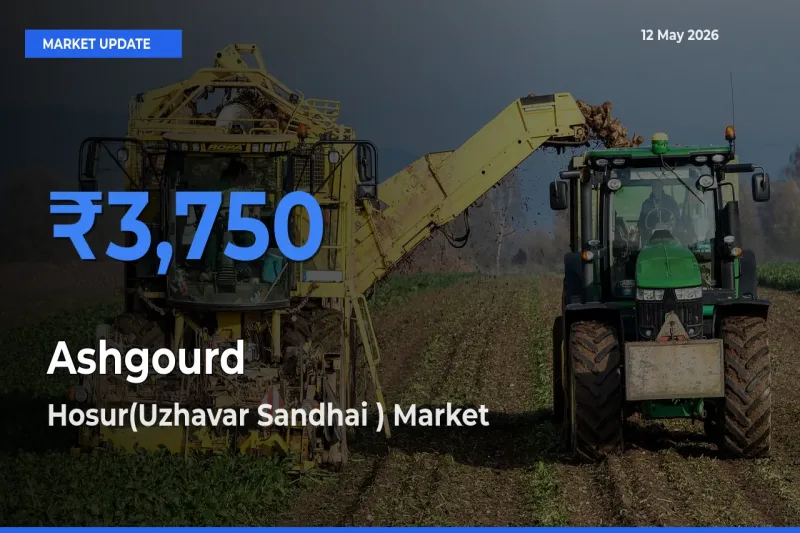 Hosur(Uzhavar Sandhai ) Tops Ashgourd Mandi Rates Today