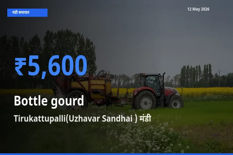 12 May अपडेट: लौकी के सबसे ऊँचे दाम Tirukattupalli(Uzhavar Sandhai ) मंडी में