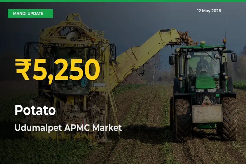 Potato Hits Fresh High in Udumalpet APMC Today