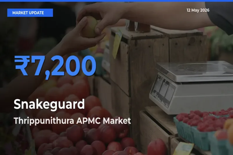 Market Watch: Thrippunithura APMC Becomes Top Mandi for Snakeguard