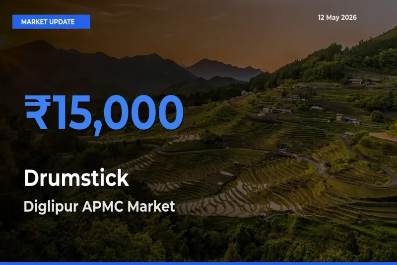 Top Performer! Diglipur APMC Offers Best Drumstick Price Today