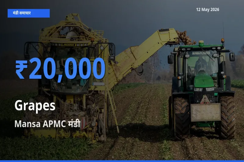 Mansa APMC मंडी में अंगूर ₹20,000 पर पहुँचा – आज का सर्वोच्च भाव