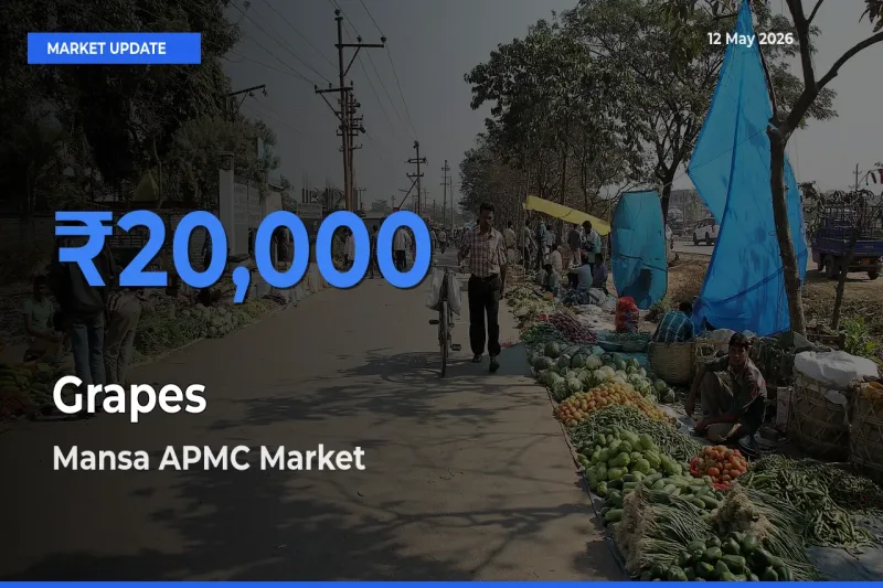 Grapes Mandi Rate Today: Mansa APMC Tops the List