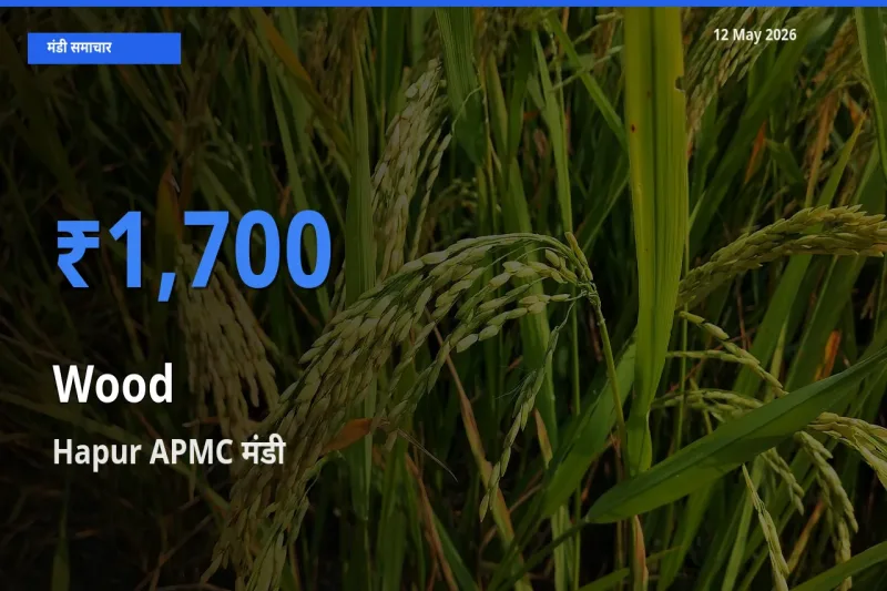 आज लकड़ी के सबसे ज़्यादा दाम Hapur APMC मंडी में दर्ज