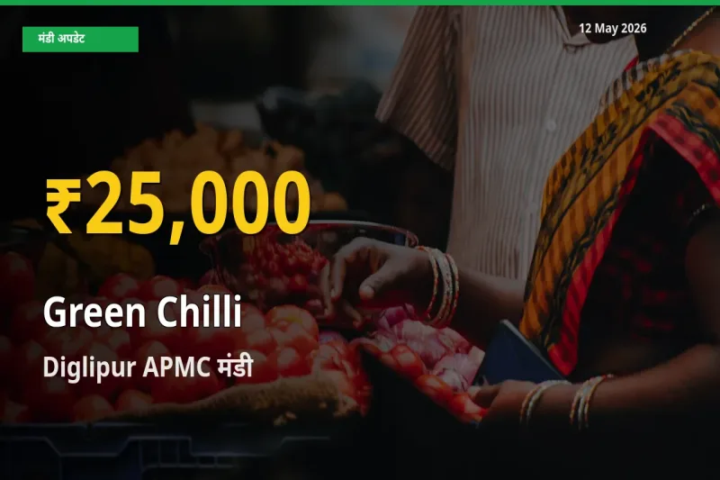 Diglipur APMC में हरी मिर्च ₹25,000 पर पहुँचा – अब तक का उच्चतम भाव