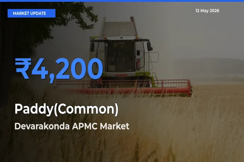 Devarakonda APMC Tops Paddy(Common) Rates – May 12 Market Update