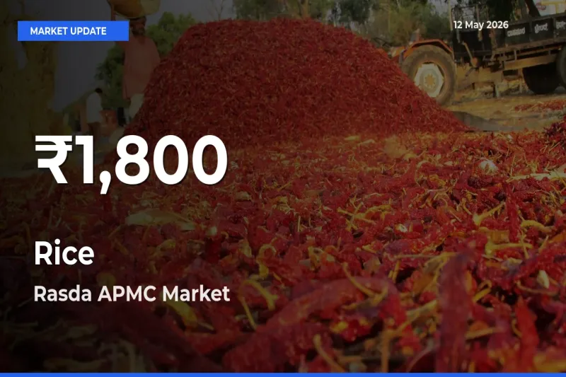Sharp Fall! Rice Prices Drop to 30-Day Low in Rasda APMC
