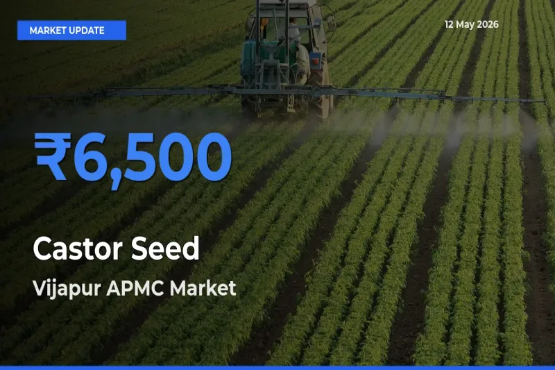 Vijapur APMC Records Highest ₹6,500 Rate for Castor Seed