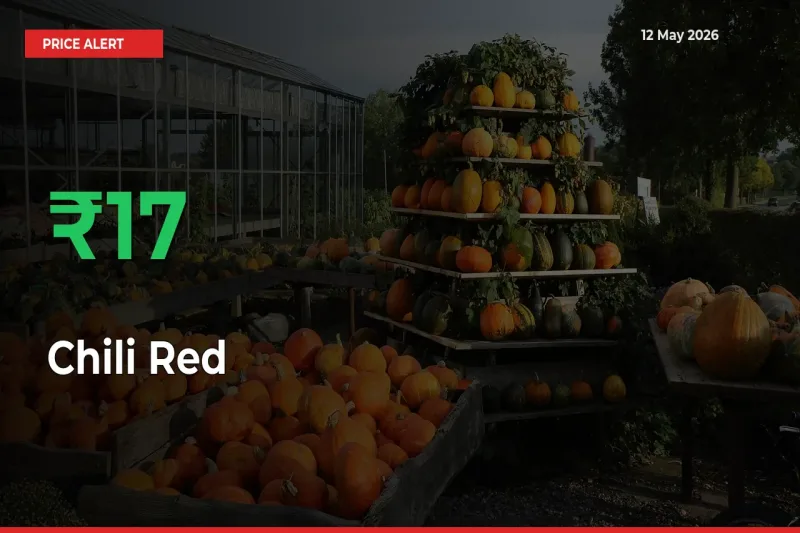 16.7% Spike in Chili Red Prices – Mandi Sees Sudden Rally