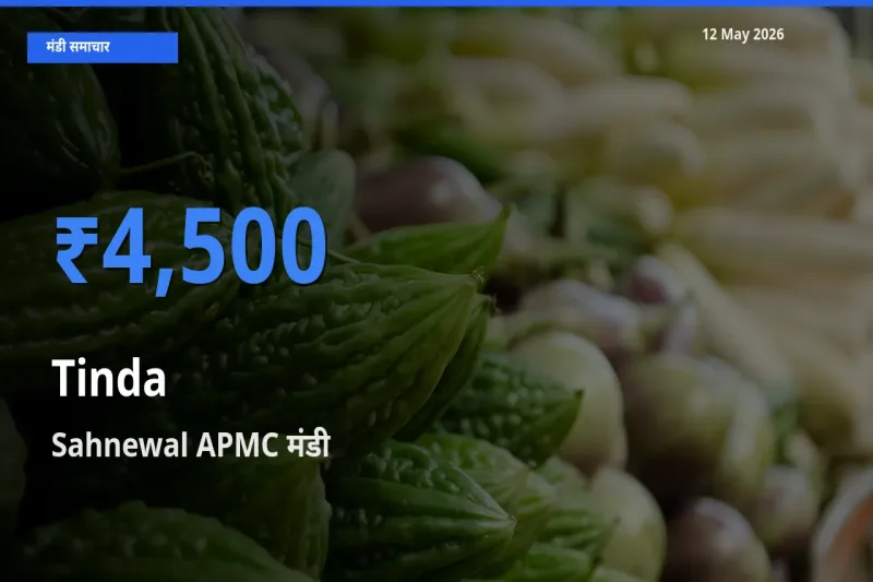 आज टिंडा के सबसे ज़्यादा दाम Sahnewal APMC मंडी में दर्ज