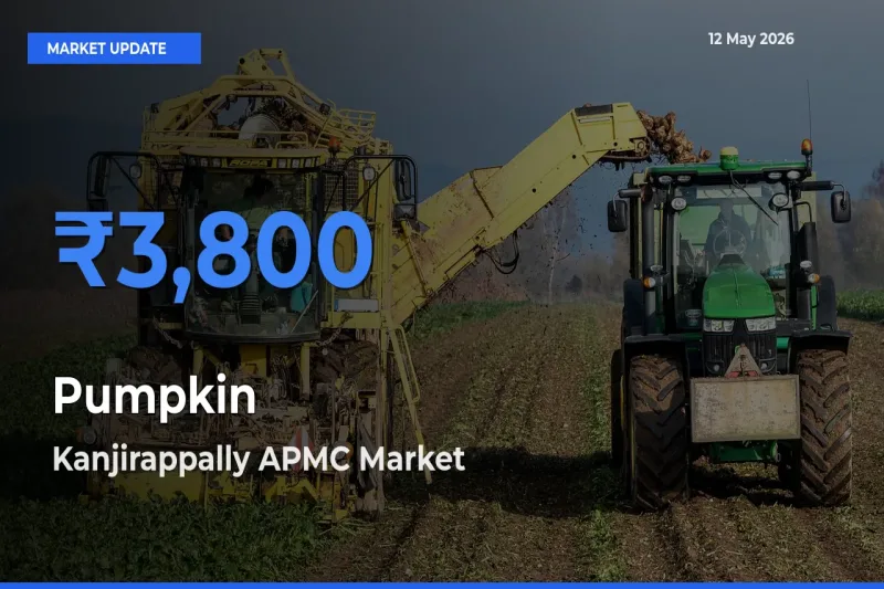 Top Performer! Kanjirappally APMC Offers Best Pumpkin Price Today