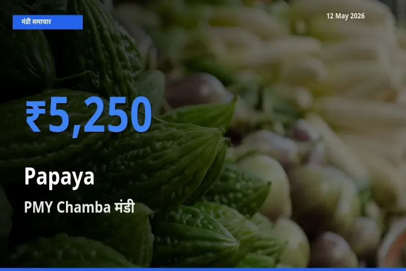 आज पपीता के सबसे ऊँचे दाम ₹5,250 PMY Chamba मंडी में