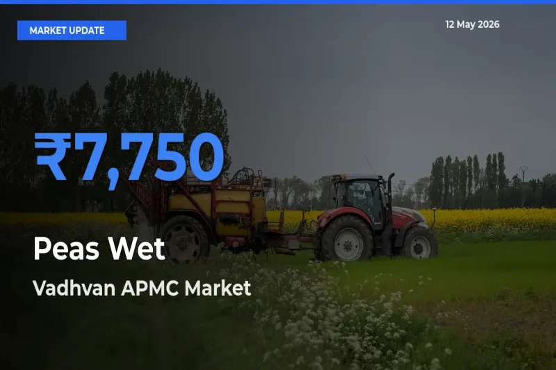 Vadhvan APMC Leads as Top Mandi for Peas Wet Prices