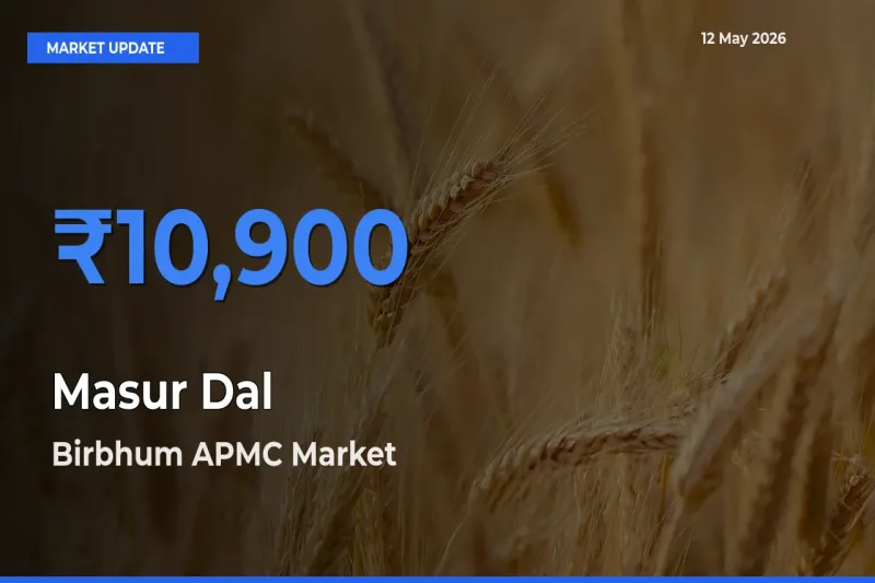 Birbhum APMC Tops Masur Dal Rates – May 12 Market Update