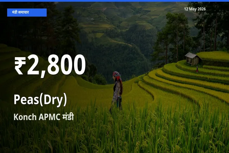 सूखी मटर के दाम 30 दिनों के सबसे निचले स्तर पर, Konch APMC