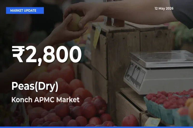 Peas(Dry) Mandi Rate Today: 30-Day Low Recorded in Konch APMC