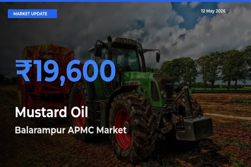 Balarampur APMC Leads as Top Mandi for Mustard Oil Prices
